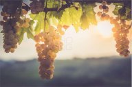 Vendita Terreno Agricolo Desenzano del Garda