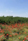 Vendita Terreno Agricolo Comacchio