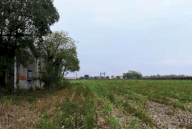 Vendita Terreno Agricolo Vedelago