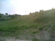 Vendita Terreno Agricolo Savignano sul Panaro