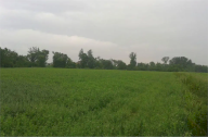 Vendita Terreno Agricolo Verolanuova