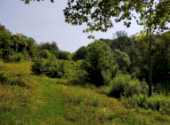 Vendita Terreno Agricolo San Zenone degli Ezzelini