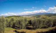 Vendita Terreno Agricolo Castel del Piano