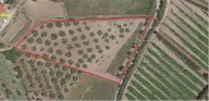 Vendita Terreno Agricolo Simeri Crichi