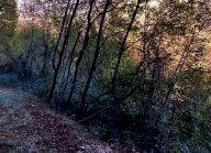 Vendita Terreno Agricolo Segusino