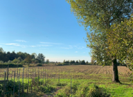 Vendita Terreno Agricolo Camponogara