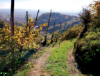 Vendita Terreno Agricolo Farra di Soligo