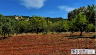 Vendita Terreno Edificabile Ostuni
