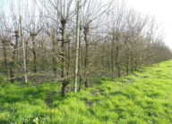 Vendita Terreno Agricolo Terre del Reno