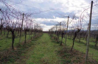 Vendita Terreno Agricolo Susegana