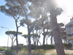 Vendita Terreno Agricolo Roma