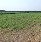 Vendita Terreno Agricolo Scalenghe