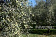 Vendita  Citerna