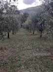 Vendita  Monterchi