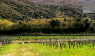 Vendita Terreno Agricolo Dolcè