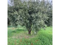 Vendita terreno agricolo EMPOLI
