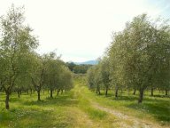 Vendita Terreno Agricolo Capannori
