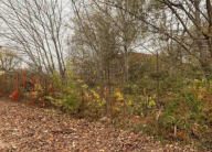 Vendita Terreno Edificabile Cologna Veneta