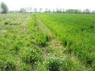 vendita terreno agricolo Vicopisano