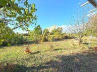 vendita terreno agricolo Cecina