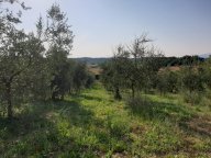 vendita terreno agricolo Capannoli