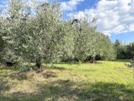vendita terreno agricolo Empoli