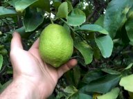 vendita terreno agricolo Calatabiano