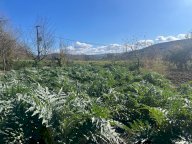 vendita terreno agricolo Asciano