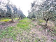 vendita terreno agricolo Cerreto Guidi
