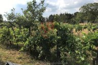 vendita terreno agricolo Colle di Val d'Elsa