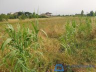 vendita terreno agricolo Larciano