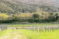 Vendita Terreno Agricolo Dolcè