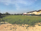 Vendita Terreno Edificabile Pramaggiore