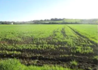 Vendita Terreno Edificabile Mondolfo