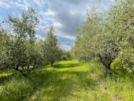 vendita terreno agricolo San Miniato