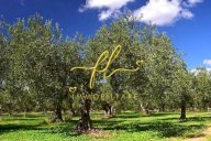 vendita terreno agricolo Cecina