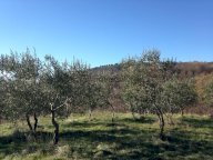 vendita terreno agricolo Reggello