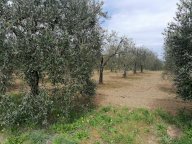 vendita terreno agricolo Casciana Terme Lari