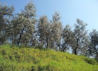 vendita terreno agricolo Crespina Lorenzana