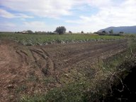 vendita terreno agricolo Sarzana
