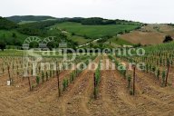 vendita terreno agricolo Bibbona