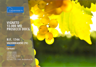 Vendita Terreno Agricolo Valdobbiadene