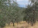 Vendita Terreno Agricolo Figline e Incisa Valdarno