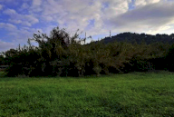 Vendita Terreno Agricolo Pesaro
