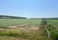 Vendita Terreno Agricolo Villimpenta