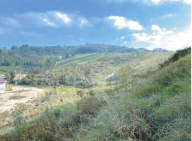 Vendita Terreno Edificabile Castelfiorentino