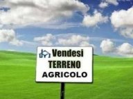 vendita terreno agricolo San Giuliano Terme