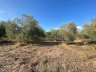 vendita terreno agricolo Piombino