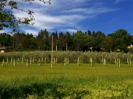 Vendita Terreno Agricolo Assisi