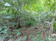 Vendita Terreno Agricolo Castelmarte